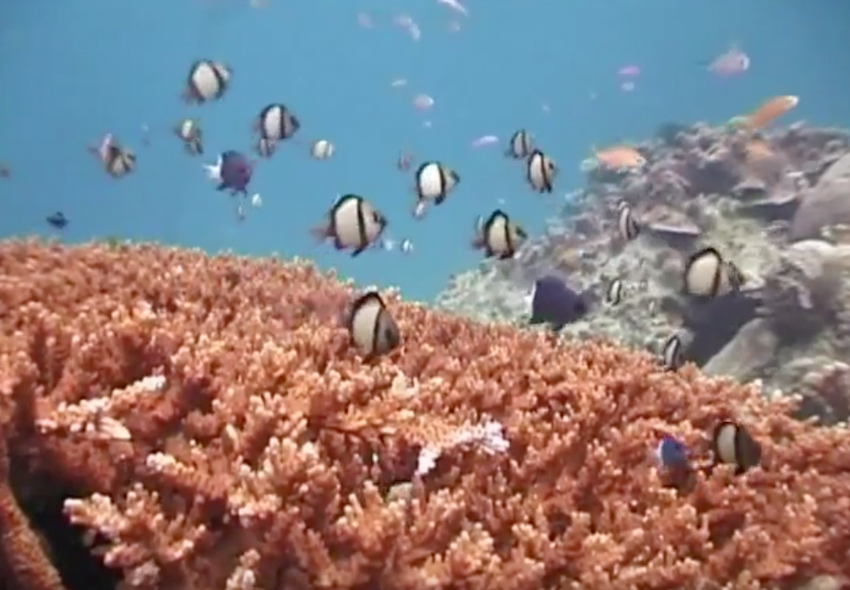 In search of healthy Acropora in the surroundings of Derawan nearby a jetty.